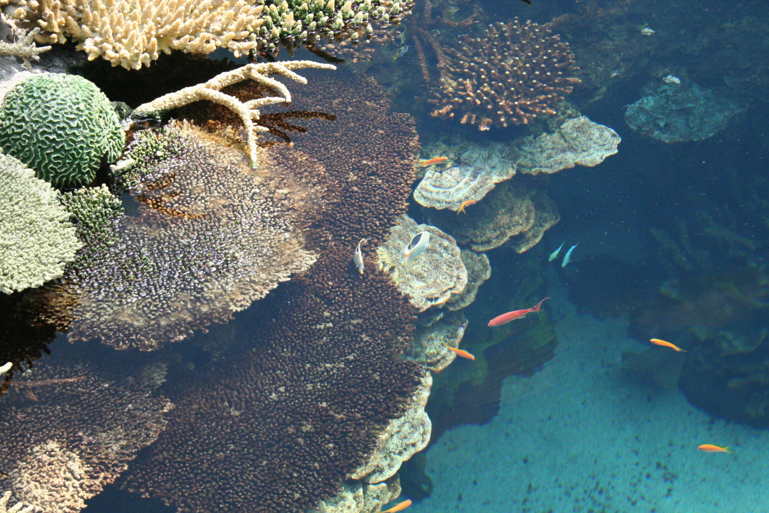 How are coral reefs affected by climate change