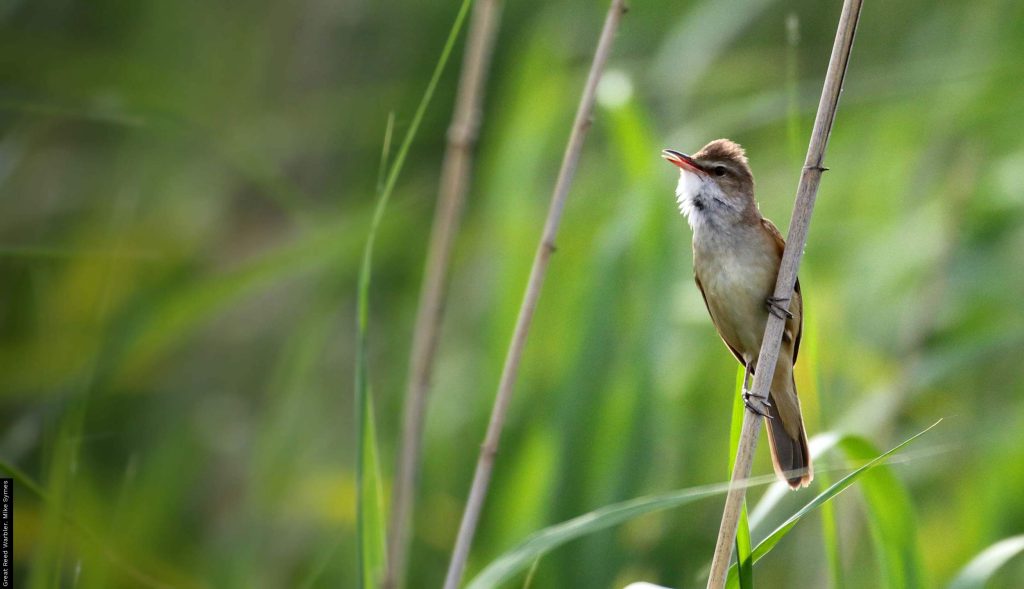 How does climate change affect local birds population