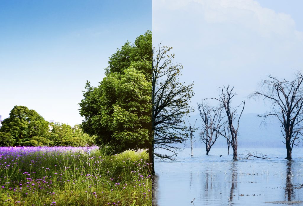 how many trees are in the world and impact on climate change