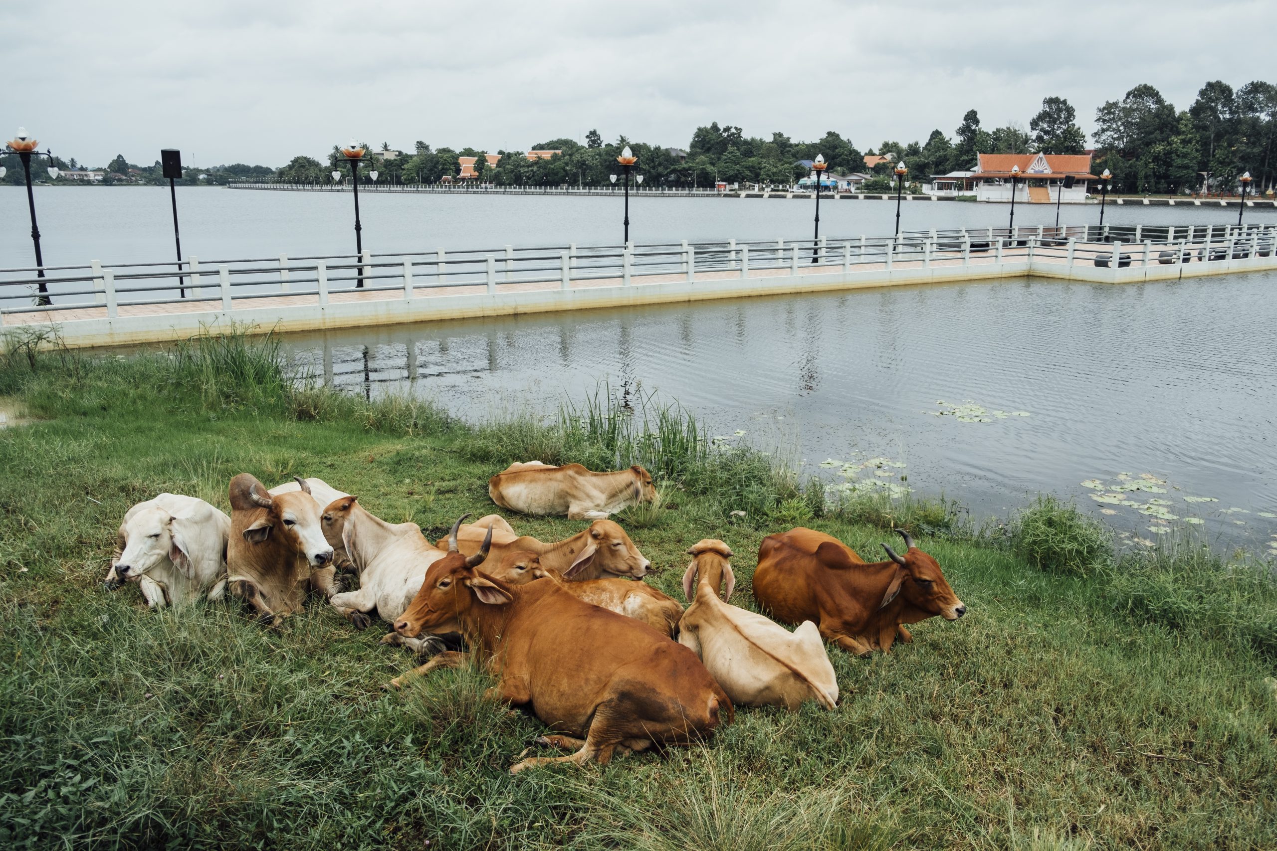 why are cows bad for the environment