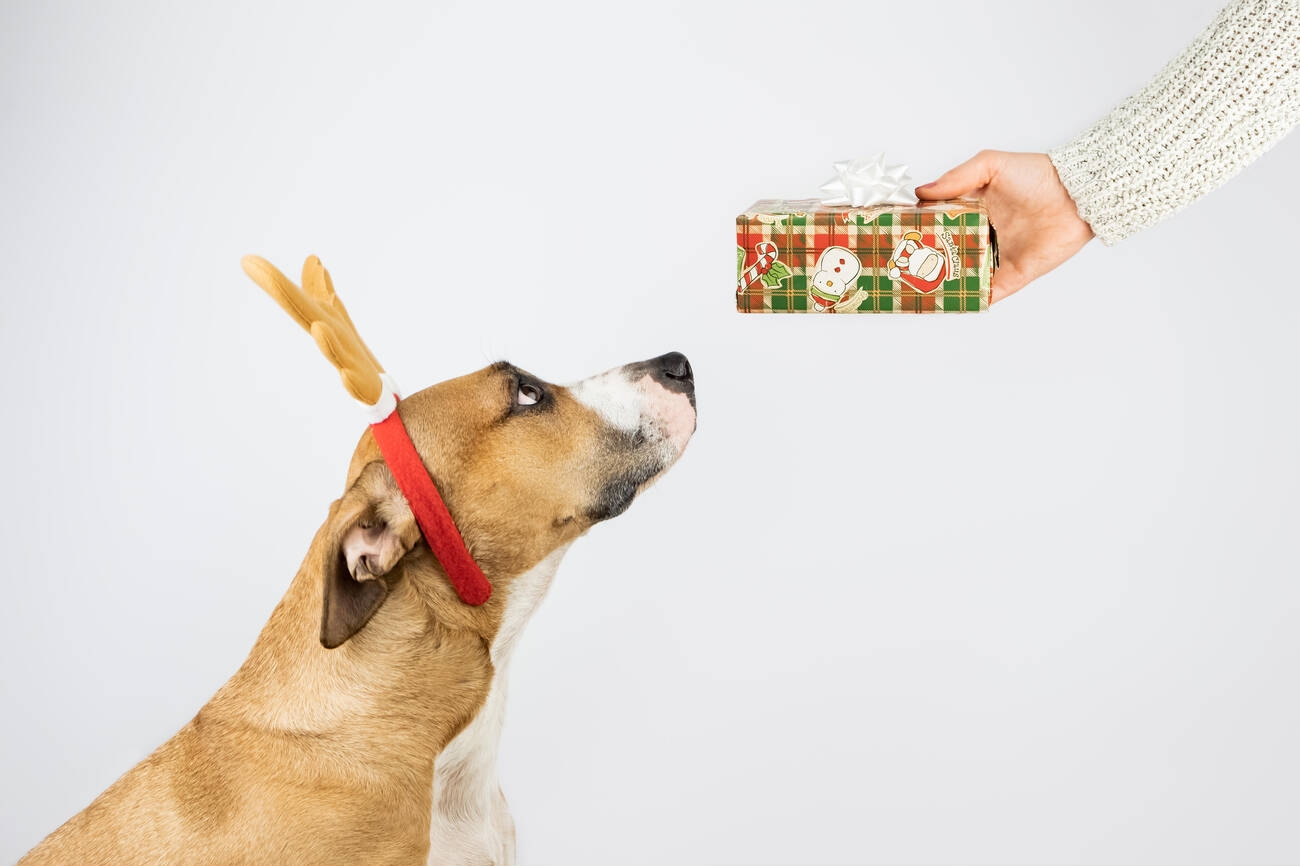 7 Great Gifts For Your Furry Friend This Festive Season